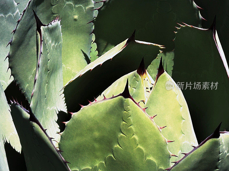 龙舌兰仙人掌(Agave Parryi)